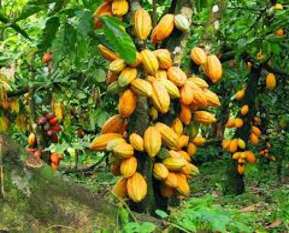 Cacao : les cours mondiaux chutent de 27 %, quelle incidence pour les producteurs ivoiriens ?