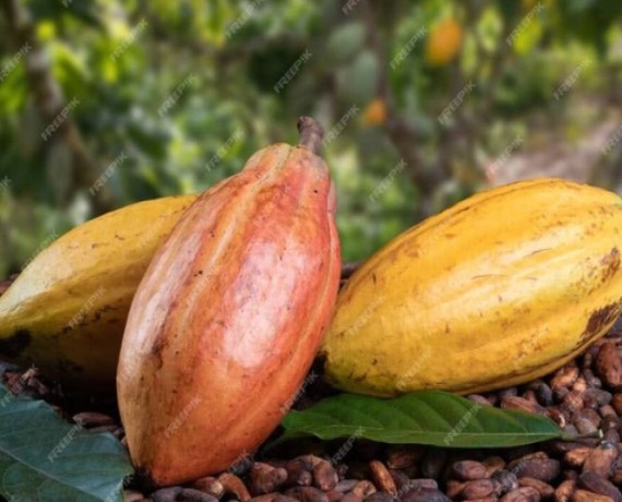 Crise dans la filière café-Cacao : les vraies raisons de la suspension de certaines coopératives