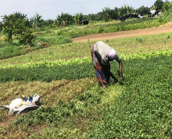 Reportage / Culture maraîchère à Abidjan : une activité menacée par les inondations