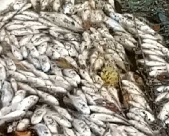 Des cadavres de centaines de poissons retrouvés dans la rivière Guéry à Mabouo 2