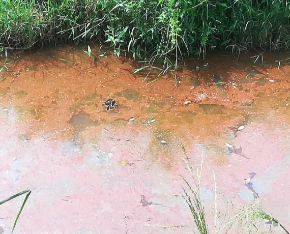 Pollution d’un cours d’eau de Sikensi: le préfet  prend des mesures conservatoires suite à la découverte de poissons morts