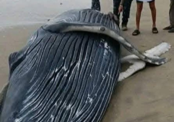 Côte d'Ivoire : La baleine échouée sur la plage d'Assouindé ensevelie