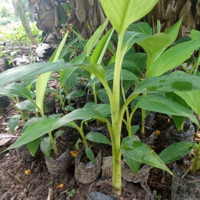 Vente de pÉpiniÈre de banane plantain